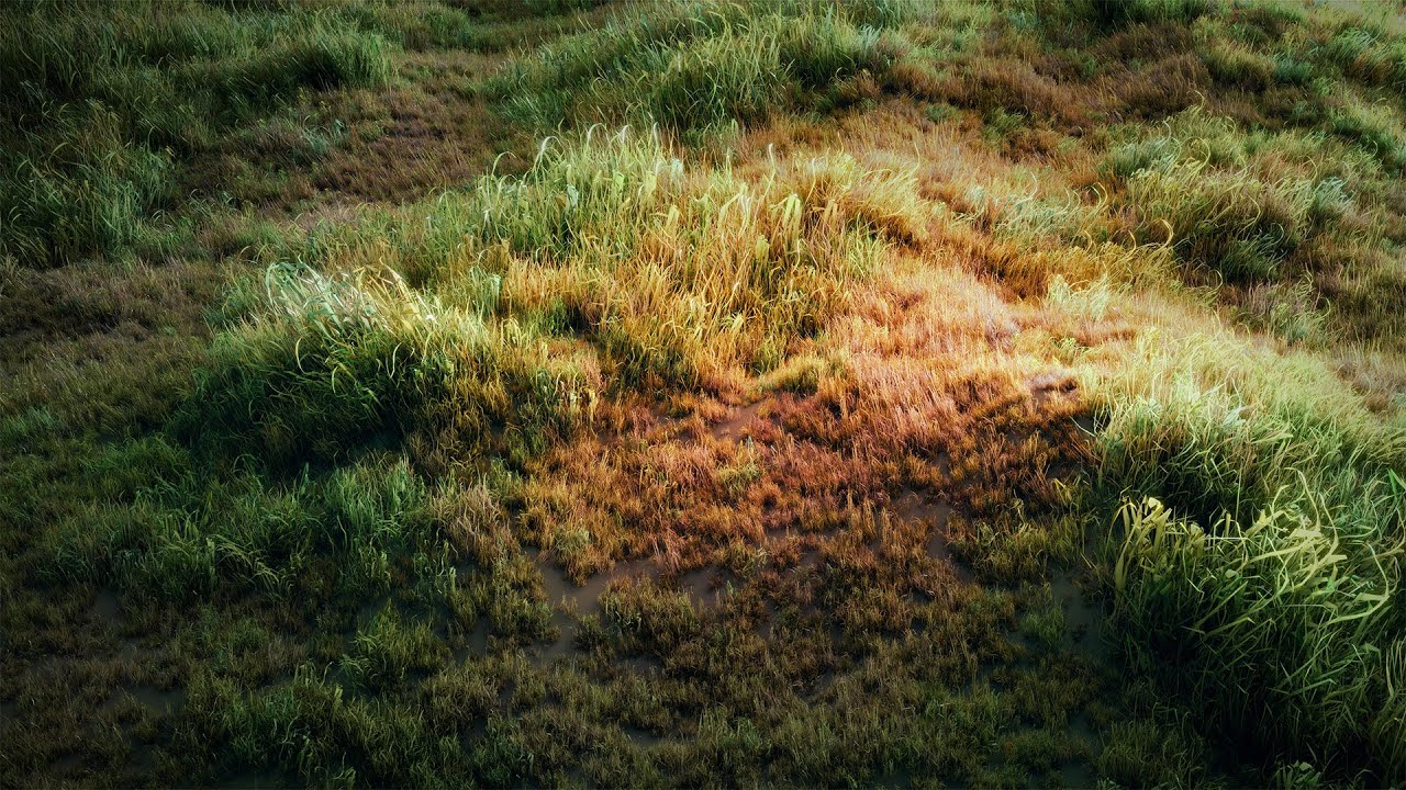 grass